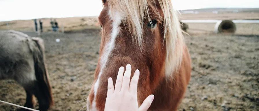 horse head
